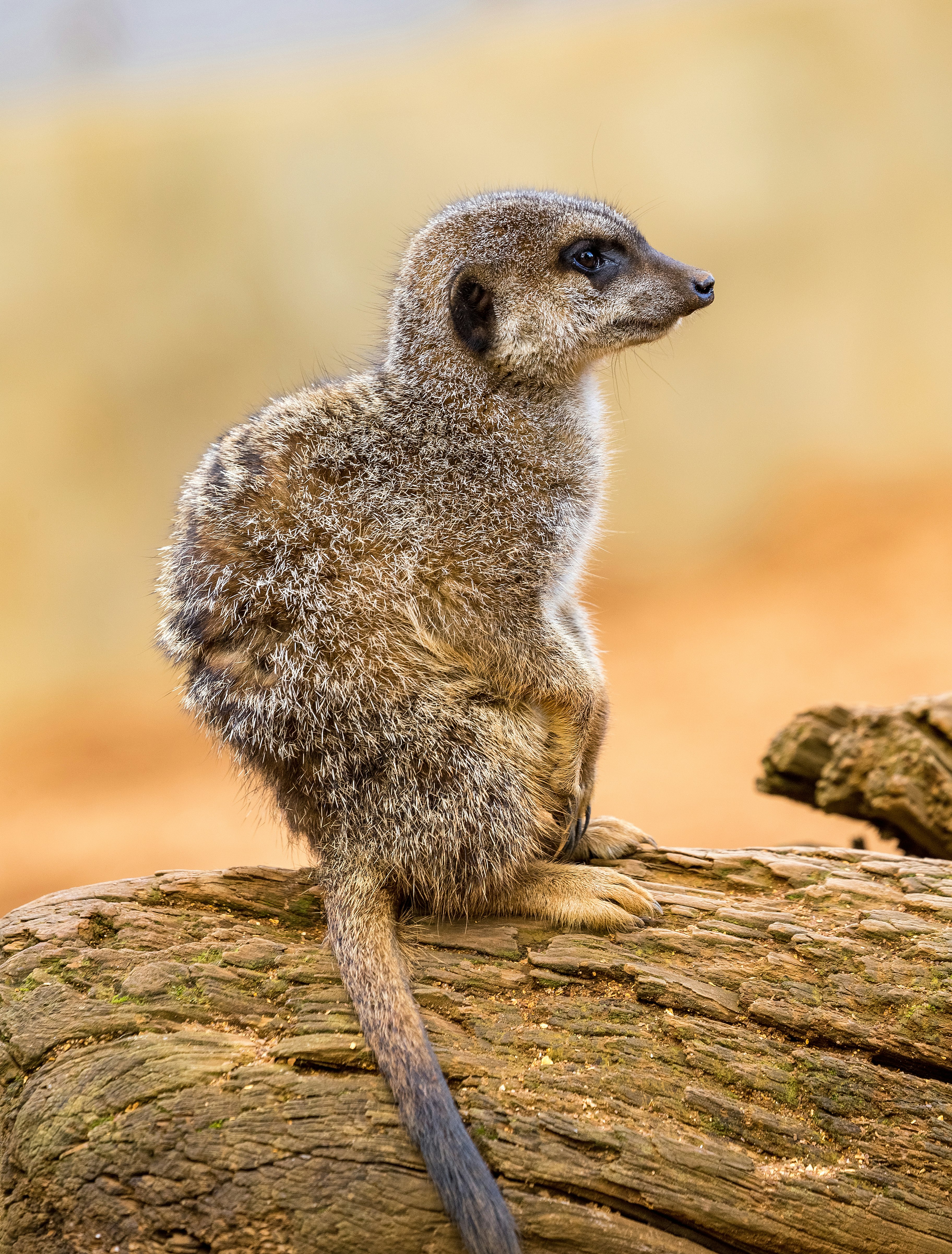 brown meerkat standing on wooden log